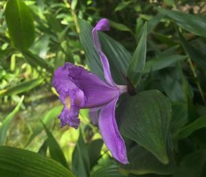 Sobralia violacea