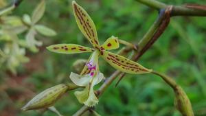 Epidendrum stamfordianum