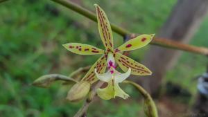 Epidendrum stamfordianum