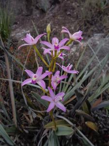 Cattleya rupestris