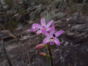 Cattleya rupestris