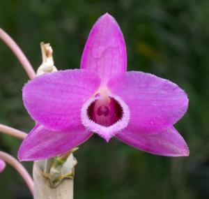 Dendrobium parishii