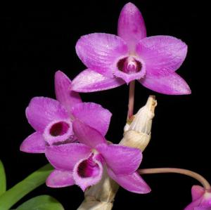Dendrobium parishii