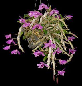 Dendrobium parishii