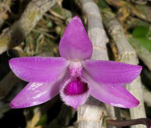 Dendrobium parishii