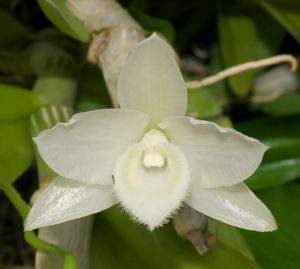 Dendrobium parishii