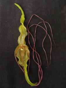 Phragmipedium lindenii