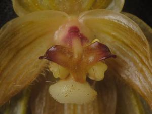 Phragmipedium lindenii