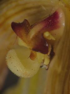 Phragmipedium lindenii