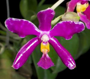 Phalaenopsis pulchra