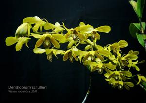 Dendrobium schulleri