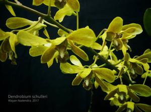 Dendrobium schulleri