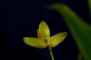 Lycaste aromatica