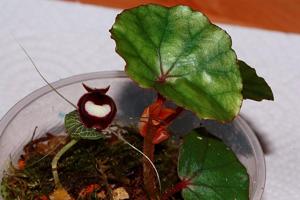 Corybas pictus