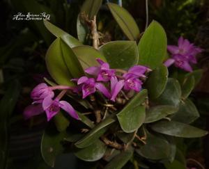 Meiracyllium trinasutum