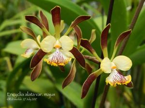 Encyclia alata