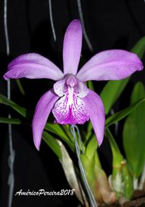 Laelia speciosa