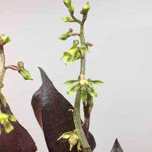 Nephelaphyllum tenuiflorum