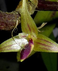 Bulbophyllum acutilingue