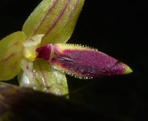Bulbophyllum acutilingue