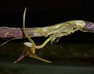 Bulbophyllum acutilingue