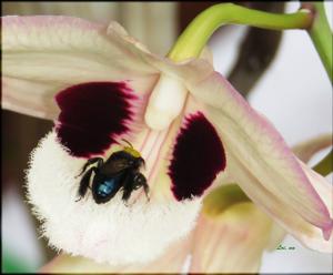 Dendrobium pulchellum