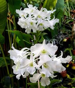 Dendrobium sanderae