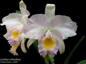 Cattleya schroederae