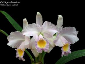 Cattleya schroederae