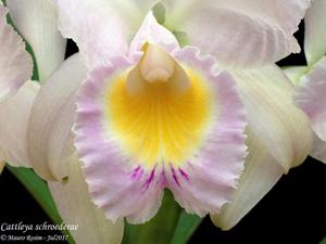 Cattleya schroederae