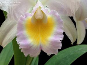 Cattleya schroederae