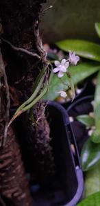 Sarcochilus hillii var. hillii