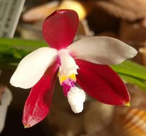 Phalaenopsis tetraspis