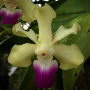 Vanda ustii