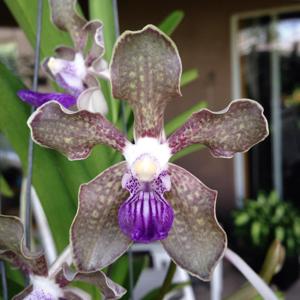 Vanda tessellata