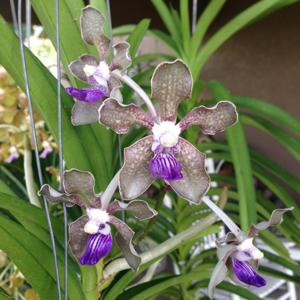 Vanda tessellata