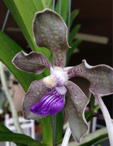 Vanda tessellata