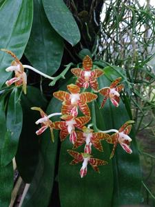 Phalaenopsis amboinensis