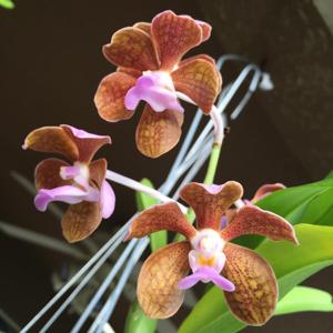 Vanda bensonii