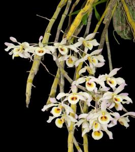 Dendrobium signatum