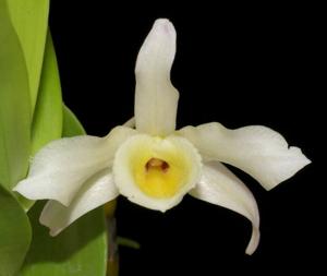 Dendrobium signatum