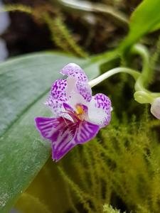 Phalaenopsis appendiculata