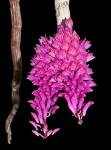 Dendrobium secundum