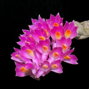 Dendrobium secundum