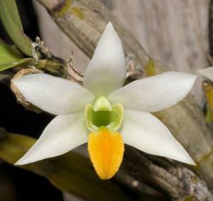 Dendrobium scabrilingue