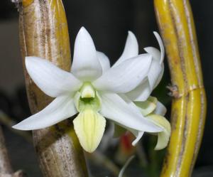 Dendrobium scabrilingue