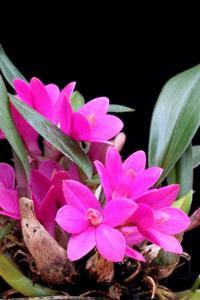 Dendrobium laevifolium