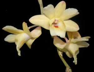 Dendrobium sanguinolentum