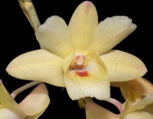 Dendrobium sanguinolentum