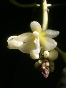 Brachypeza indusiata